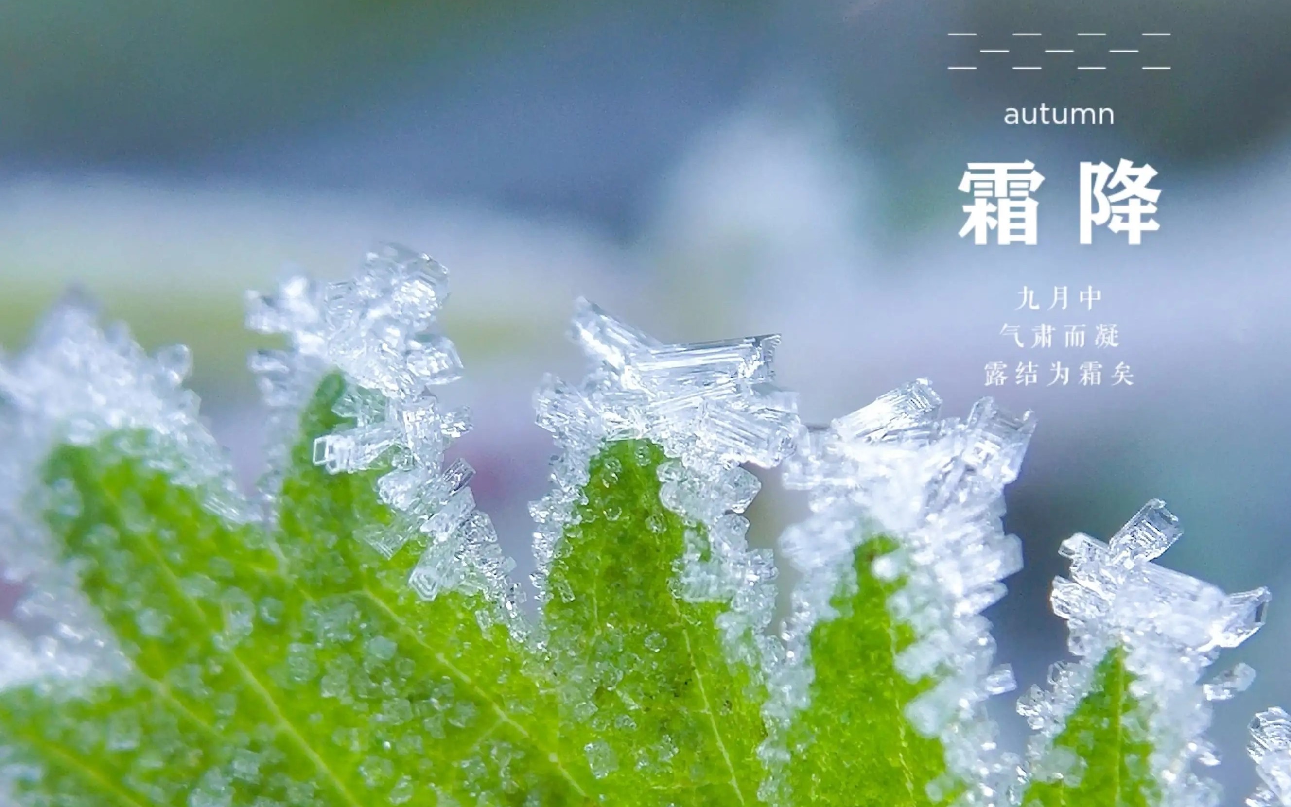 霜降.jpg 霜降.jpg
