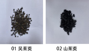 01吴茱萸02山茱萸a.png 01吴茱萸02山茱萸a.png