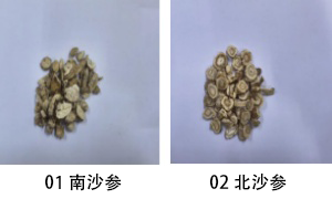 02北沙参.png 02北沙参.png