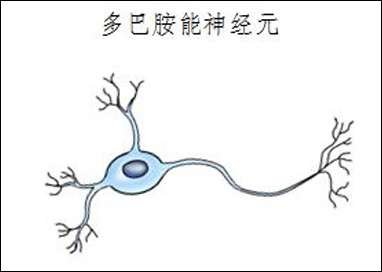 通过了解两组产生多巴胺的神经元来了解帕金森