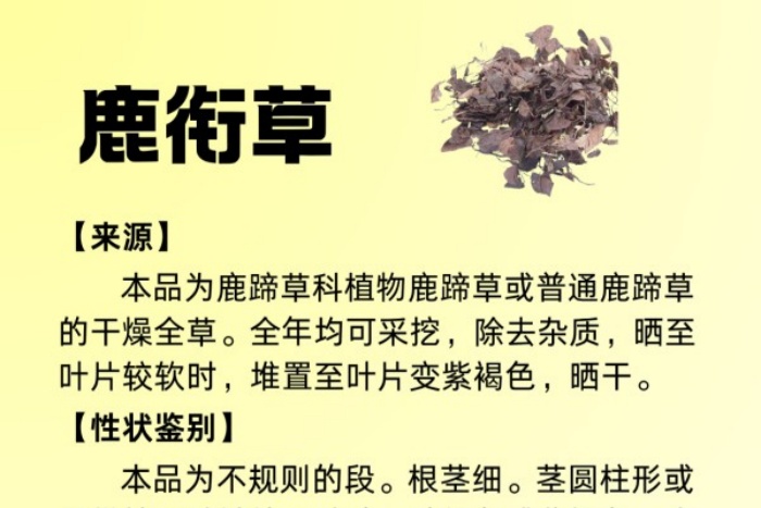 每周一药丨祛风湿药丨鹿衔草